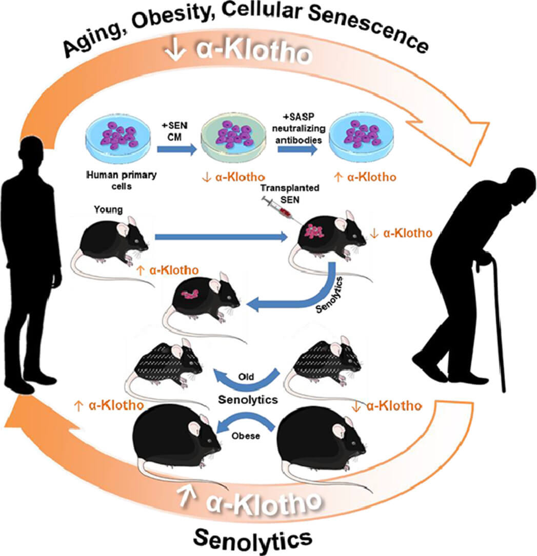 α-klotho and cellular senescence