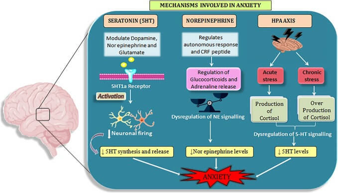 Anxiety disorder mechanism