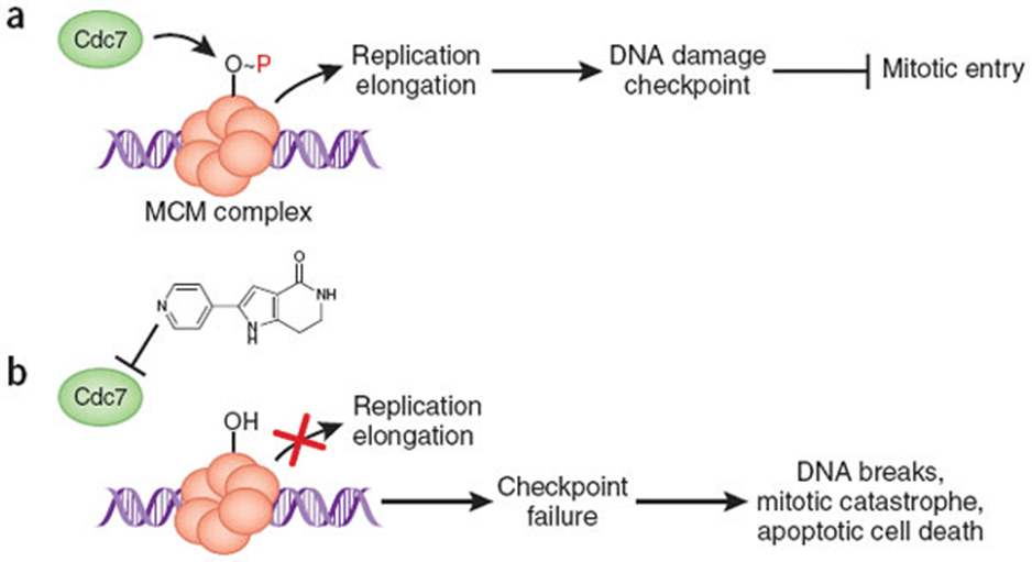 CDC7 and cell cycle