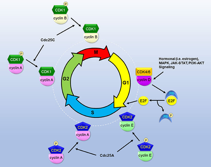 CDK / Cyclin B complex and cell cycle