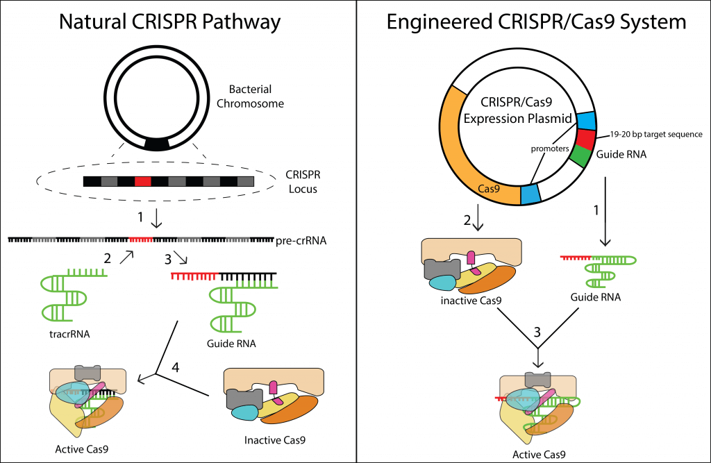 CRISPR gene editing