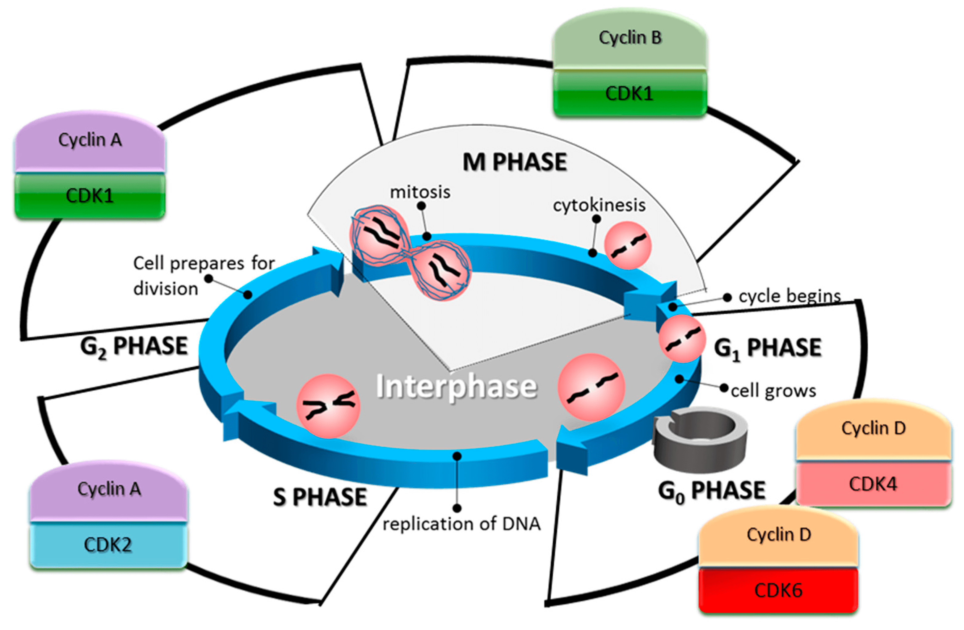 Cyclin-Dependent Kinases