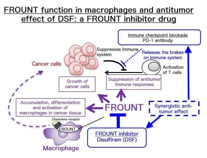 Structure of FROUNT function