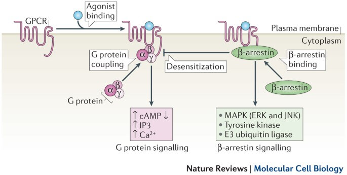 GPCR and β-arrestin