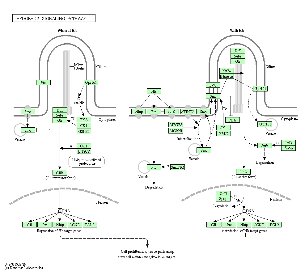 Hedgehog Signaling Pathway