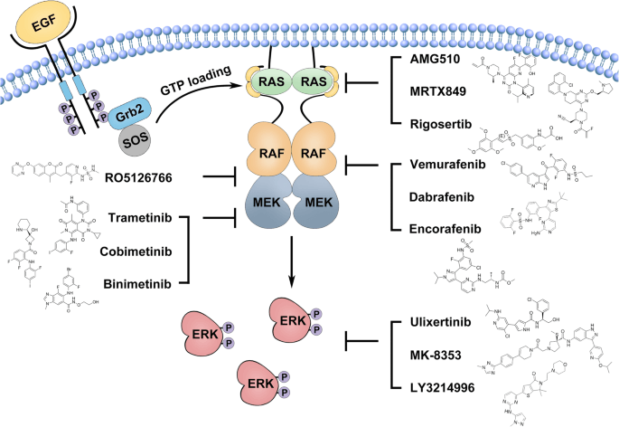 MAPK/ERK Signaling Pathway