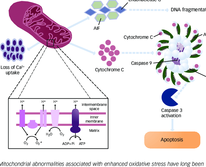 Mitochondrial Dysfunction in Alzheimer's Disease