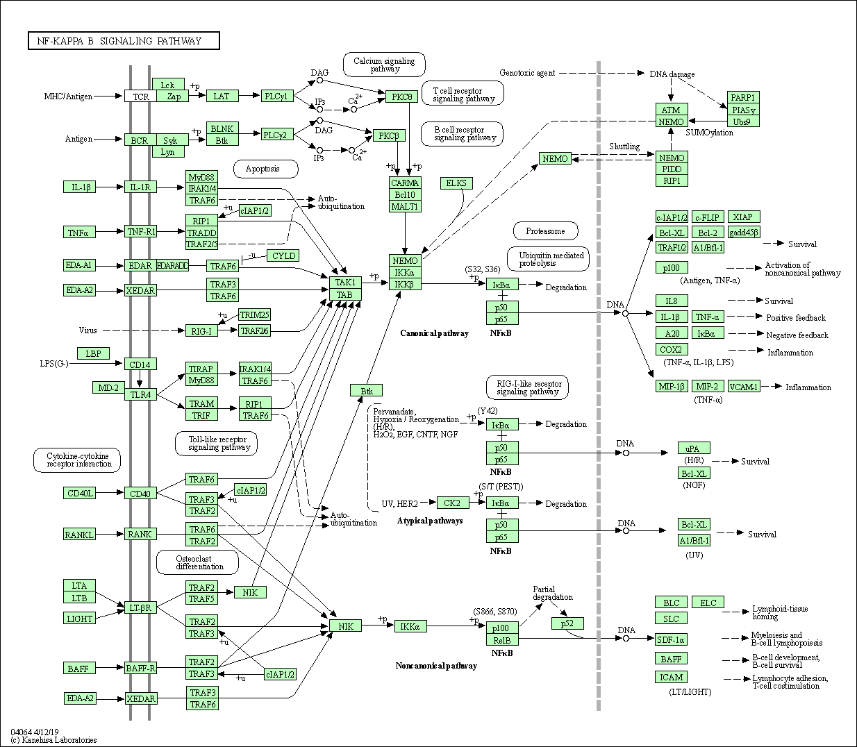 NF-κB signaling pathway