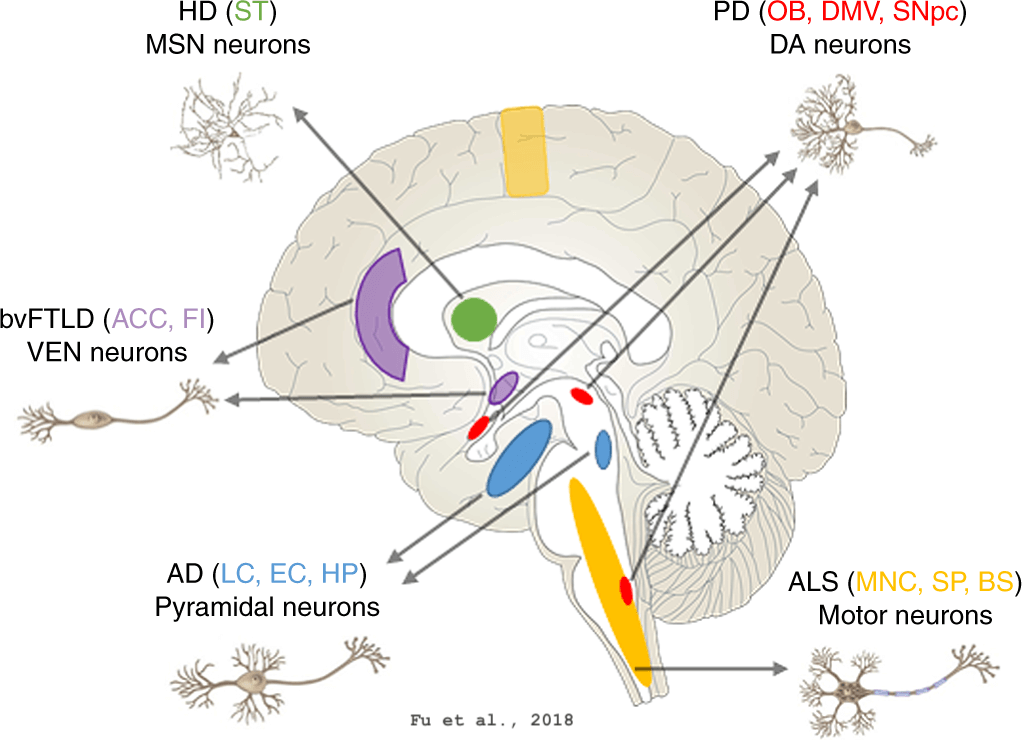 Neurodegenerative Diseases