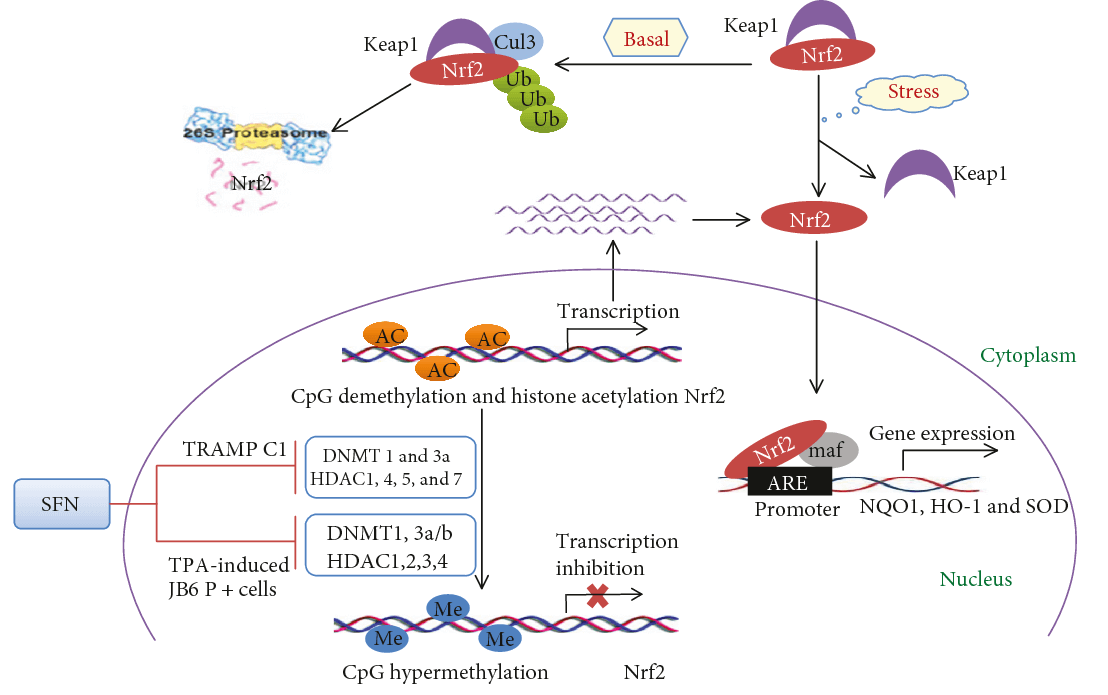 Nrf2 Signaling Pathway