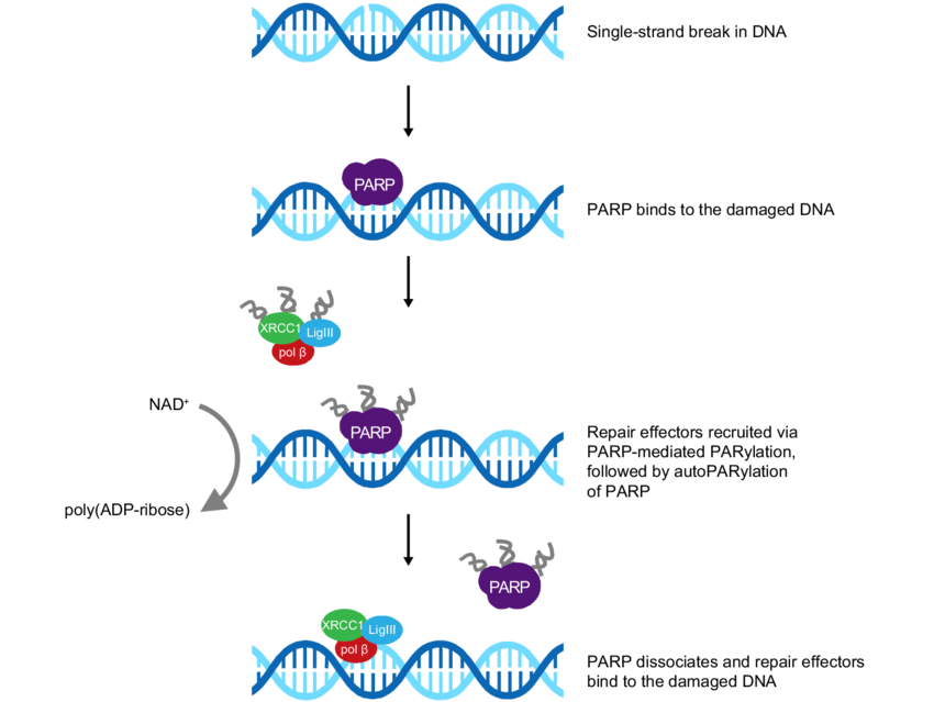 PARP and DNA Repair