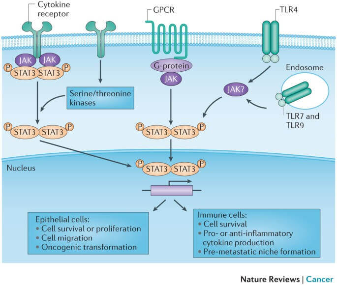 STAT3 signaling pathway