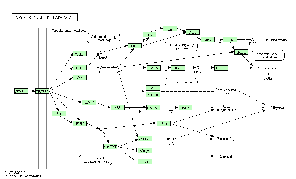 VEGF signaling pathway