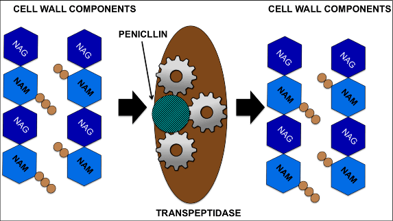 transpeptidase