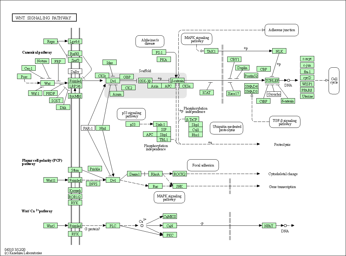 Wnt Signaling Pathway