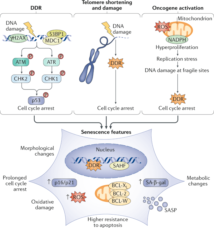 cellular senescence in aging