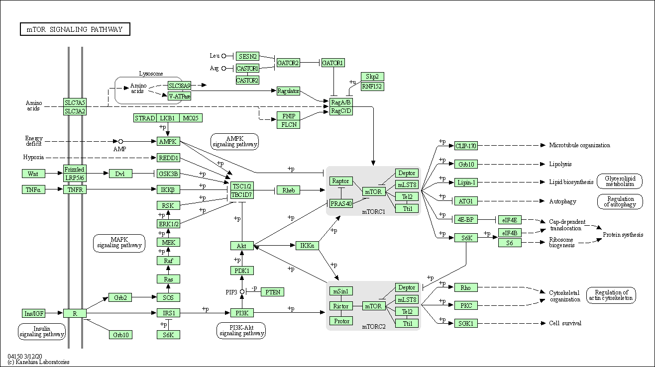 mTOR Signaling Pathway