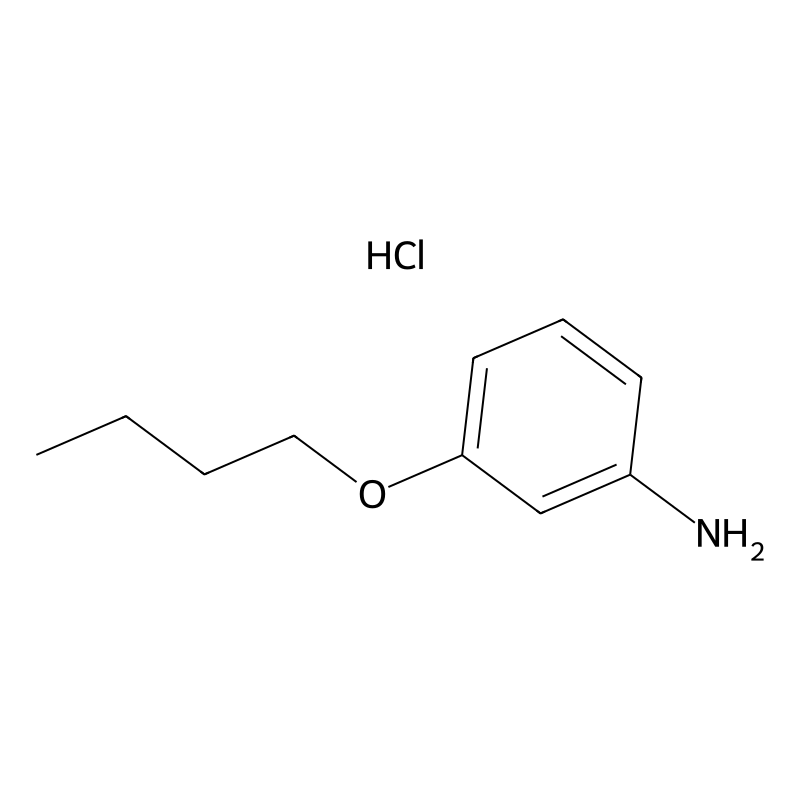 3-Butoxyaniline hydrochloride