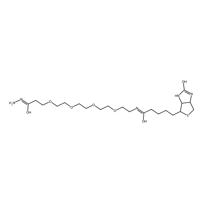 Biotin-dPEG(R)4-hydrazide