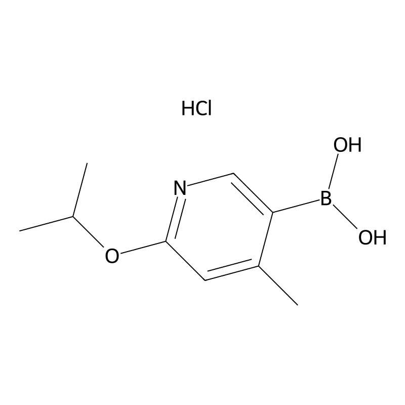 6-Isopropoxy-4-methylpyridine-3-boronic acid HCl