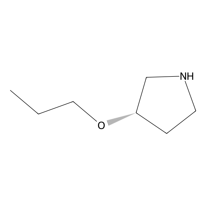 (S)-3-Propoxy-pyrrolidine