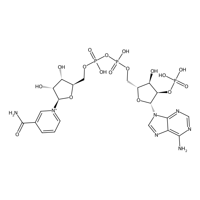 NADP nicotinamide-adenine-dinucleotide phosphate