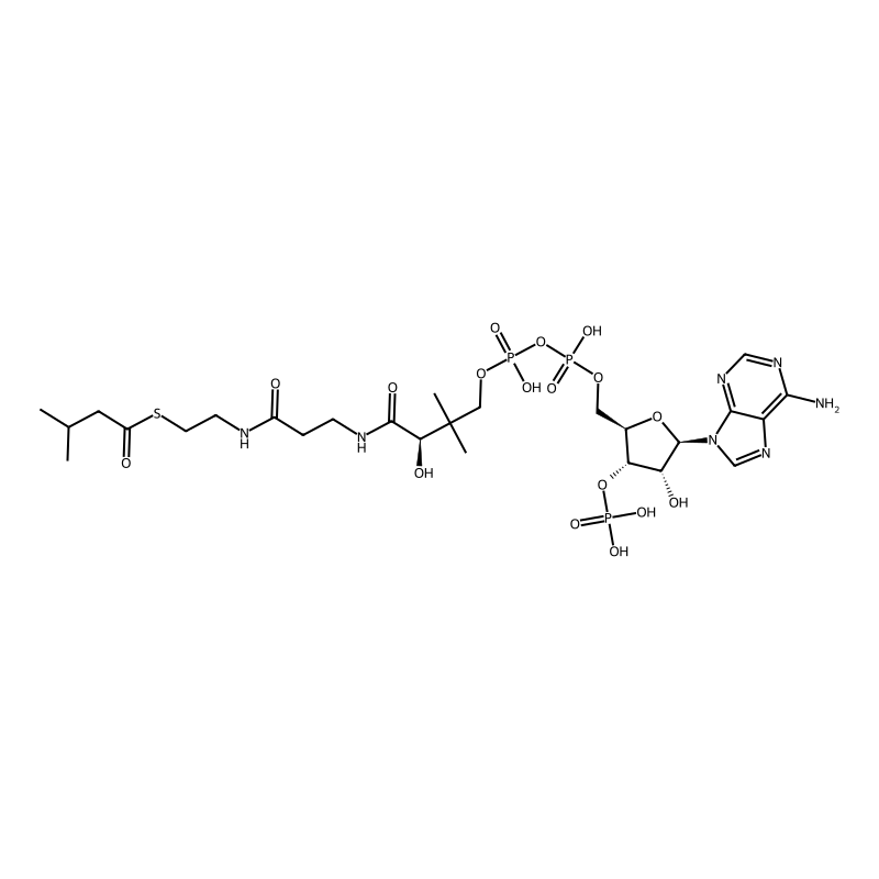isovaleryl-CoA