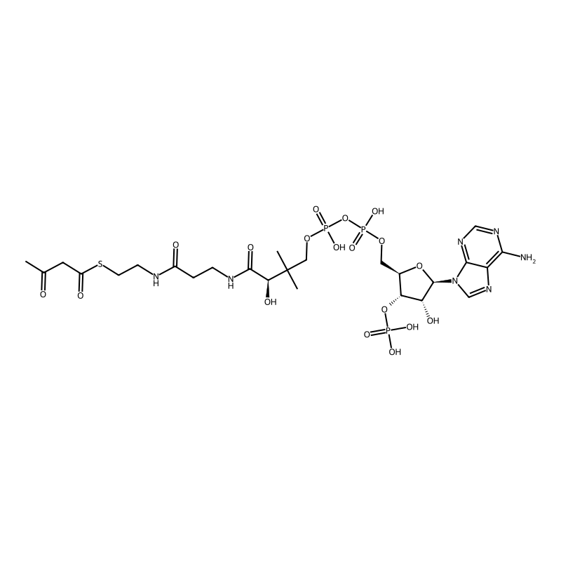 acetoacetyl-CoA
