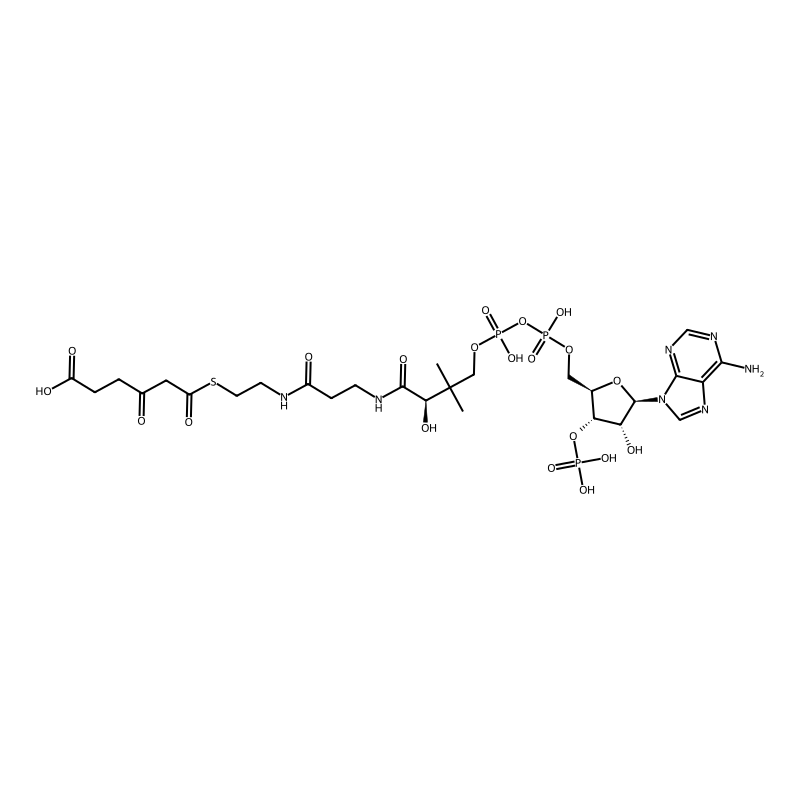 3-oxoadipyl-CoA