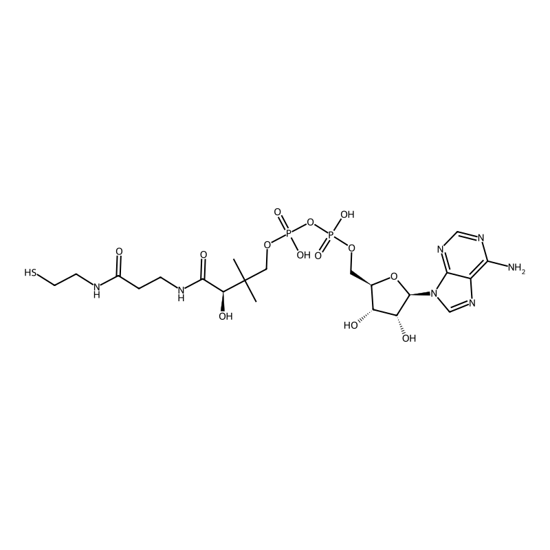 Dephospho coenzyme a