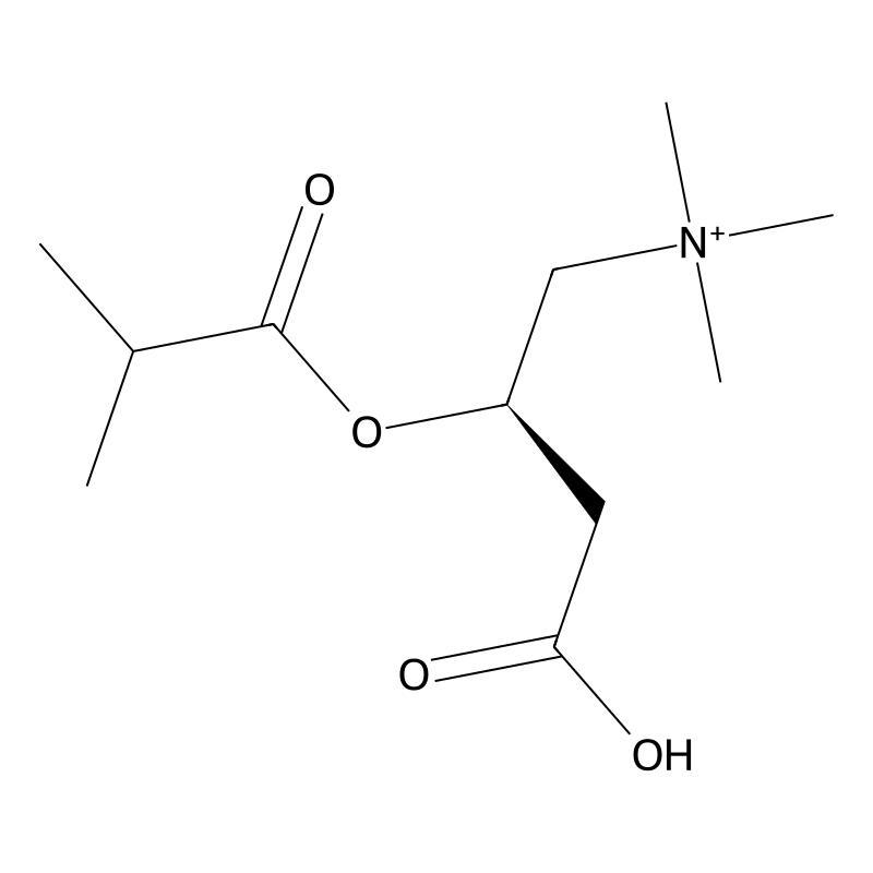 Isobutyrylcarnitine